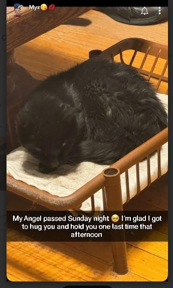 Mya's FB obit post showing Angel in her cradle on the living room floor